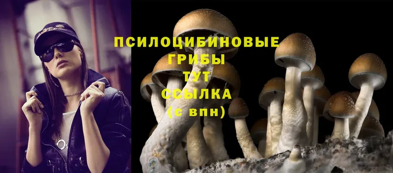 Псилоцибиновые грибы Psilocybine cubensis  ОМГ ОМГ ссылка  Ленинск 